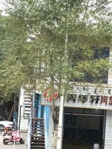 帅府最新爆料,最新爆料揭示不为人知的幕后真相